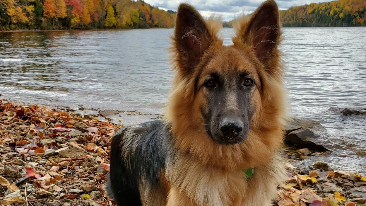 26 août: journée mondiale du chien, coup d